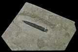 Fossil Belemnite (Youngibelus) - Germany #170718-1